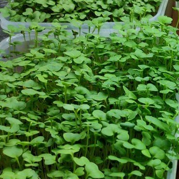 Microgreens
